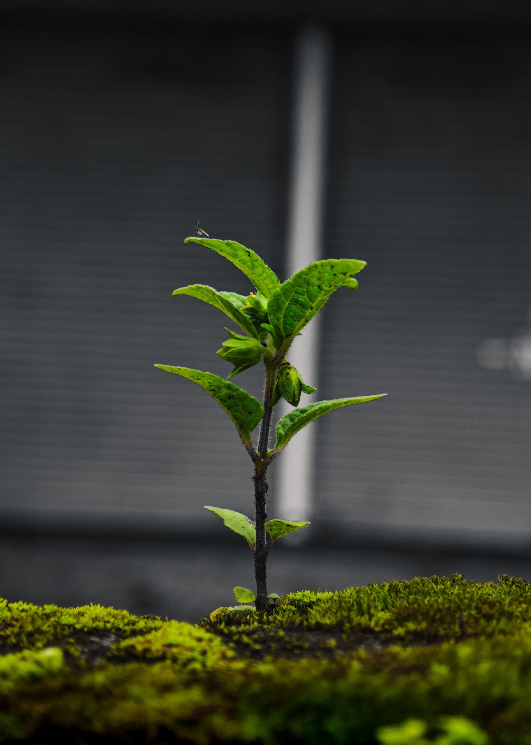 Close-up of a young plant sprouting on a moss-covered surface against a blurred urban background.